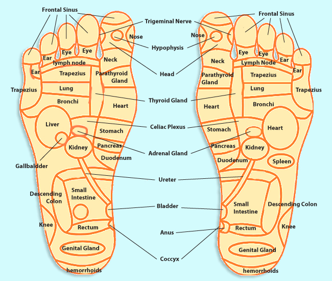 Shiatsu Chart